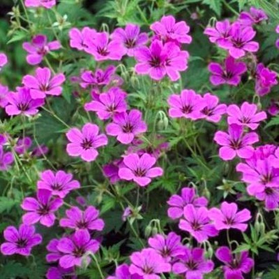 Foto: 6 x geranium patricia ooievaarsbek pot 9 x 9 cm