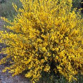 Cytisus scoparius 'Vanesse' - Bezembrem, Geiteklaver - Pot Ø 15 cm (1,5 liter)