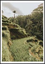 Poster van rijstvelden op Bali - 50x70 cm