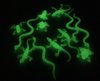 Afbeelding van het spelletje Glow In Dark Reptielen Set