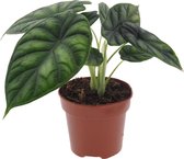 Plant in a Box - Alocasia Dragon Scale - Aracea - Tropische Kamerplant - Pot ⌀12cm - Hoogte ↕ 30-40cm