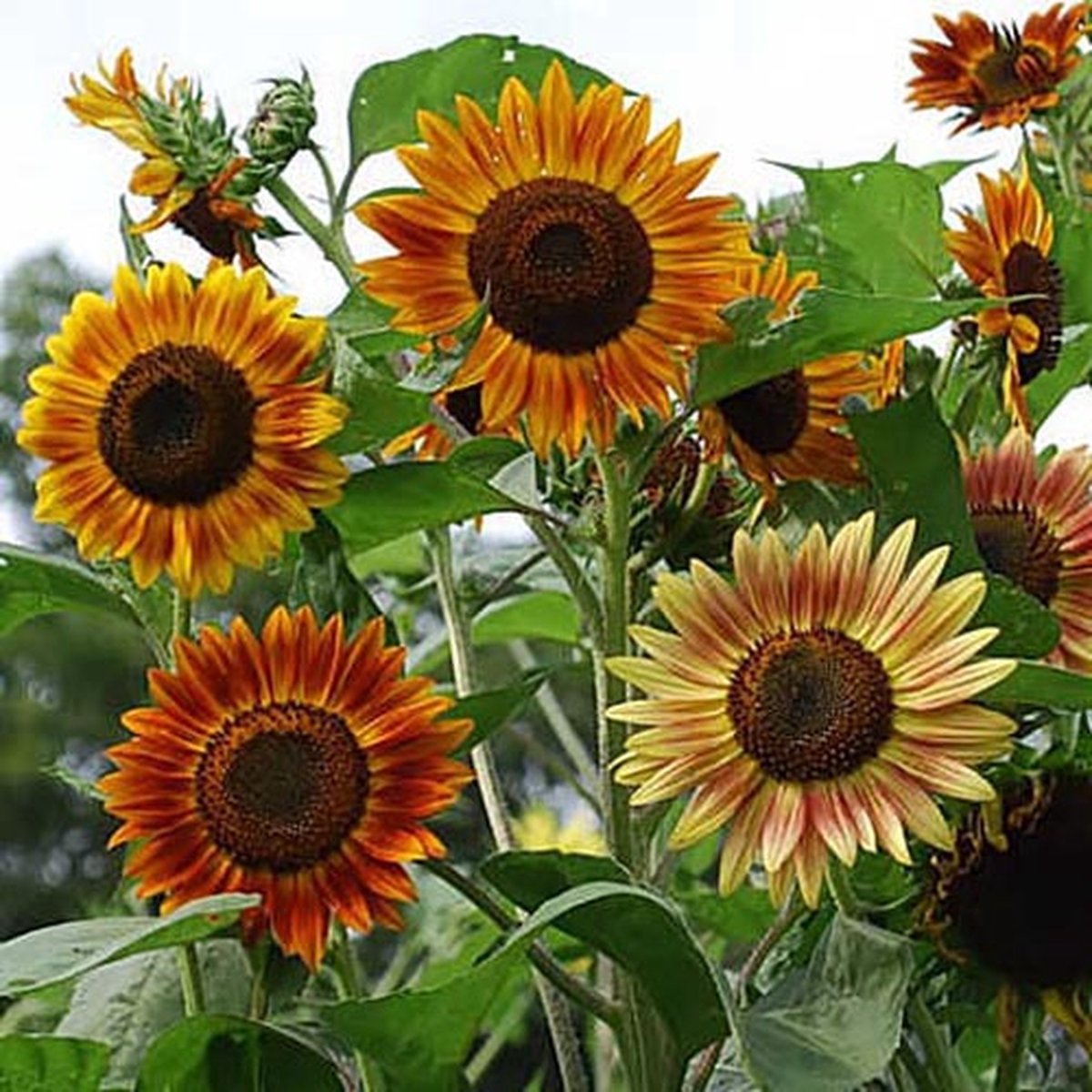 Zonnebloem zaden - Avondzon