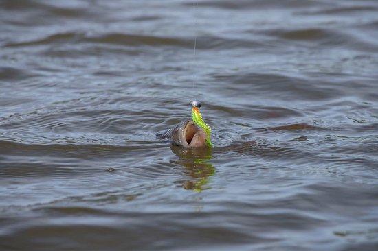 Fox Rage Micro Jig Heads - Haak 2 (5 pcs) van Fox Rage — afbeelding 2