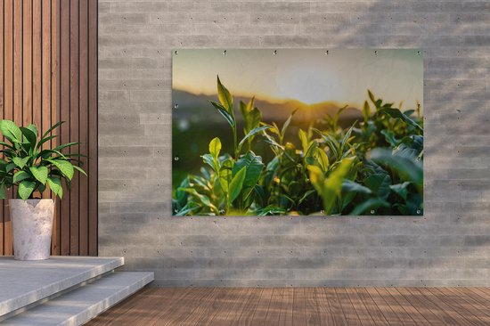 Tuinposter 180x120 cm - Tuindecoratie Zon verlicht de bladeren van theeplanten op een theeplantage - Poster voor in de tuin - Buiten decoratie - Schutting tuinschilderij - Tuindoek muurdecoratie - Wanddecoratie balkondoek