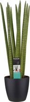 Hellogreen Kamerplant - Vrouwentong - Sansevieria Cylindrica Straight - 70 cm - Elho Brussels Black
