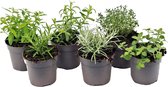 Plant in a Box - BBQ Kruidenmix - Barbecue Herbs - Set van 6 kruidenplanten -Pot ⌀10,5cm - Hoogte ↕ 10-20cm