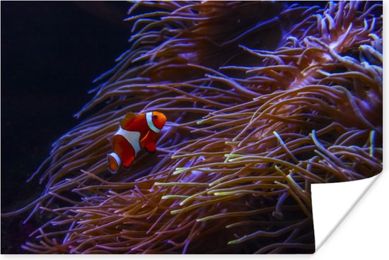 Nemo clown vis bij koraal Poster - Foto print op Poster (wanddecoratie woonkamer / slaapkamer)