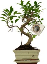 -ZynesFlora - Bonsai in Keramiek S-Vormig - Kamerplant in pot - Ø 15 cm - ↕ Hoogte: 30-35 cm - Kamerplant-aanbieding