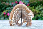 Decoratief Versteend Hout Boekensteunen - 1354 gram