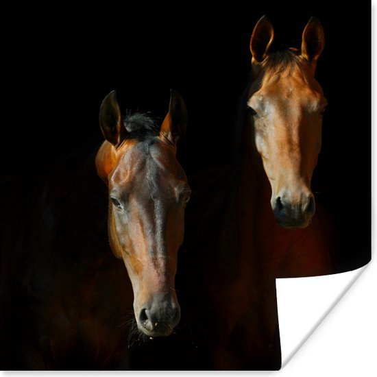 Akhal-Teke hengsten poster papier 50x50 cm - Foto print op Poster (wanddecoratie woonkamer / slaapkamer) / Boerderijdieren Poster