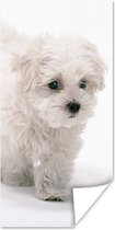 Poster Schattige kleine Maltezer hond - 60x120 cm