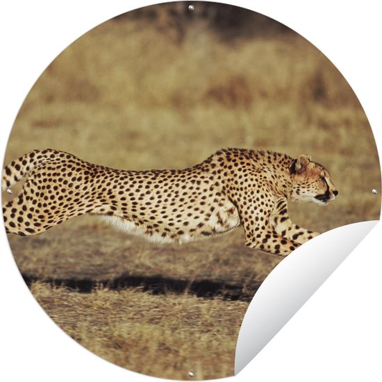 Tuincirkel Vooraanzicht vrouwelijke cheeta - 120x120 cm - Ronde Tuinposter - Buiten XXL / Groot formaat!