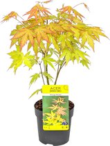 Acer palmatum 'Orange Dream' - Japanse Esdoorn - Heester - Winterhard - ⌀10,5 cm - 25-30 cm