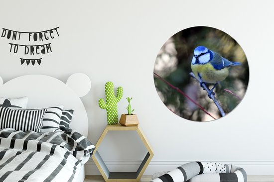 WallCircle - Cercle mural - Cercle mural - Mésange charbonnière colorée lors d'une journée ensoleillée - Aluminium - Dibond - ⌀ 90 cm - Intérieur et Extérieur