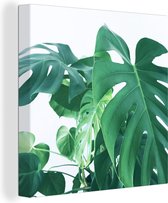 Canvas Schilderij Enorme botanische bladeren van de gatenplant op een witte achtergrond - 20x20 cm - Wanddecoratie