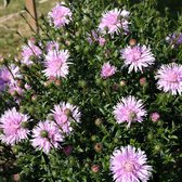 Aster novi-belgii 'Fellowship'  - Nieuw-Nederlandse aster - 15 cm - Pot 2 liter