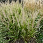 Calamagrostis arundinacea - Bosstruisriet - 25 cm - Pot 2 liter