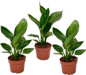 Plant in a Box - Strelitzia Reginea - Set van 3 - Tropische kamerplant - Paradijsvogelbloem - Pot 9cm - Hoogte 25-40cm