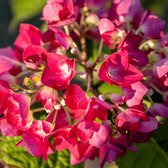 18 stuks | Hortensia 'Red Baron' P9 tray - Bloeiende plant