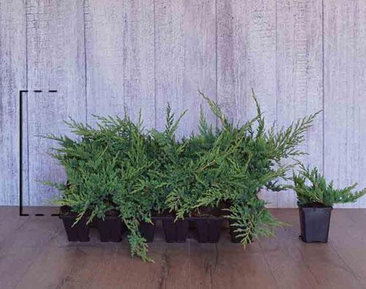 18 stuks | Jeneverbes 'Prince Of Wales' in P9 kweektray - Groeit breed uit - Langzame groeier - Wintergroen