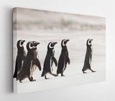 Magelhaense pinguïns op weg naar zee om te vissen op een zandstrand, Falklands - Modern Art Canvas - Horizontaal - 1320409331 - 115*75 Horizontal