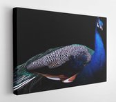 Onlinecanvas - Schilderij - Dierlijke Aviaire Snavel Mooi Art Horizontaal Horizontal - Multicolor - 50 X 40 Cm