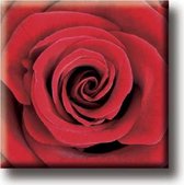 Een leuke koelkastmagneet! De afbeelding van de magneet is een bijzondere rode roos. Dit artikel kan bij veel gelegenheden gegeven worden. Voor uzelf of Bestel Een Kado.