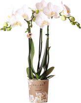Kolibri Orchids | witte Phalaenopsis orchidee - Amabilis - potmaat Ø9cm - 35cm hoog | bloeiende kamerplant - vers van de kweker