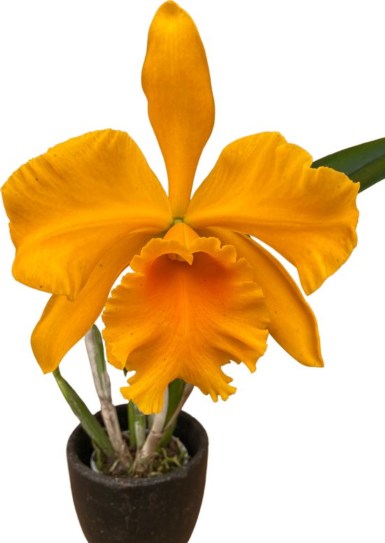 Cattleya Rlc. Haw Yuan Gold - Orchidee | bol
