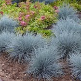 12 x Blauw Schapengras of Zwenkgras - Winterhard Siergras - Festuca glauca Elijah Blue in 9x9cm pot met hoogte 5-10cm