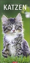 Klein, J: Katzen 2022