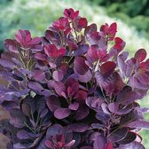 Cotinus coggygria 'Royal Purple' - Pruikenboom - Planthoogte: 30-40 cm - Pot Ø 19 cm (3 liter)