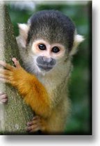 Een bijzondere magneet met een mooie afbeelding van een eekhoorn aap. De magneet kan op de koelkast worden gehangen of op een andere plek. Voor uzelf of Bestel Een Kado.