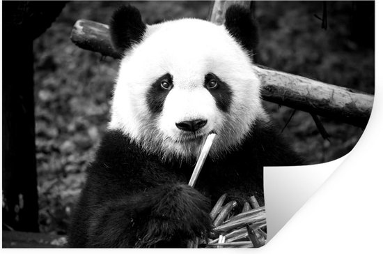 Muurstickers - Sticker Folie - Panda die bamboe eet - zwart wit - 60x40 cm - Plakfolie - Muurstickers Kinderkamer - Zelfklevend Behang - Zelfklevend behangpapier - Stickerfolie