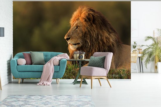 Papier peint photo peint photo Lion - nieuw - lion dans la lumière du matin fotobehang vinyle largeur 420 cm x hauteur 280 cm - Impression photo sur papier peint vinyle (existe en 7 tailles) - chambre/salon/bureau