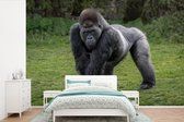 Behang - Fotobehang Een Gorilla loopt op zijn handen en benen - Breedte 525 cm x hoogte 350 cm