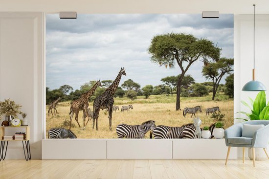 Girafes et zèbres ensemble sur les savanes du Parc National du Serengeti papier peint photo vinyle largeur 420 cm x hauteur 280 cm - Tirage photo sur papier peint (disponible en 7 tailles)