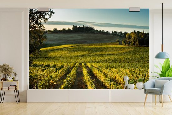 Papier peint photo en vinyle - Un vignoble près de la Sienne toscane largeur 450 cm x hauteur 300 cm - Tirage photo sur papier peint (disponible en 7 tailles)