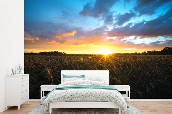 Papier peint photo peint photo vinyle - Coucher de soleil sur un champ de maïs largeur 420 cm x hauteur 280 cm - Tirage photo sur papier peint (disponible en 7 tailles)