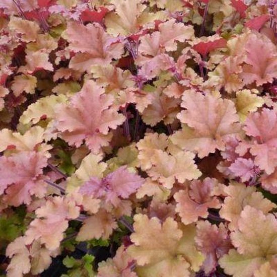 3x Heuchera ‘Marmelade’® - Purperklokje - Pot 9x9 cm