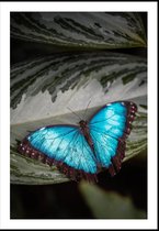 Poster Blauwe vlinder 50 x 70 cm.