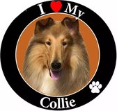 Collie- i love my collie