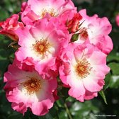 1x Rosa 'Dolomiti'  - KORDES - Kordes Nectarroos - Plant-o-fix C2