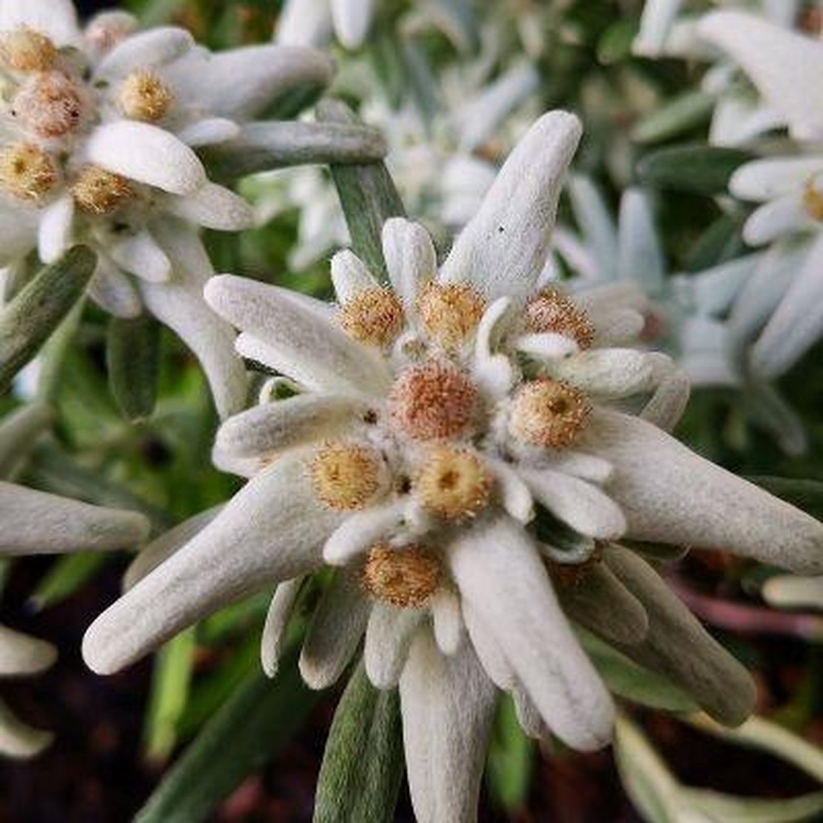 6x Leontopodium alpinum - Edelweiss - Pot 9x9 cm - Boom en Plant