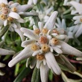 6x Leontopodium alpinum - Edelweiss - Pot 9x9 cm