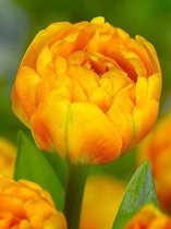 200x Tulpen 'Sunlover' - BULBi® Bloembollen met bloeigarantie