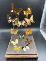 Opgezette Vlinders in Stolp - Vlinder In Glazen Stolp - Vlinderstolp Glas - Bruin - 45 cm