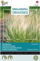 Buzzy Seeds - Feather Grass Pony Tails - Herbe ornementale | Graminées ornementales