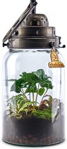 Mini-ecosysteem planten terrarium met lamp DIY - ↑ 36 cm - Ø 16 cm
