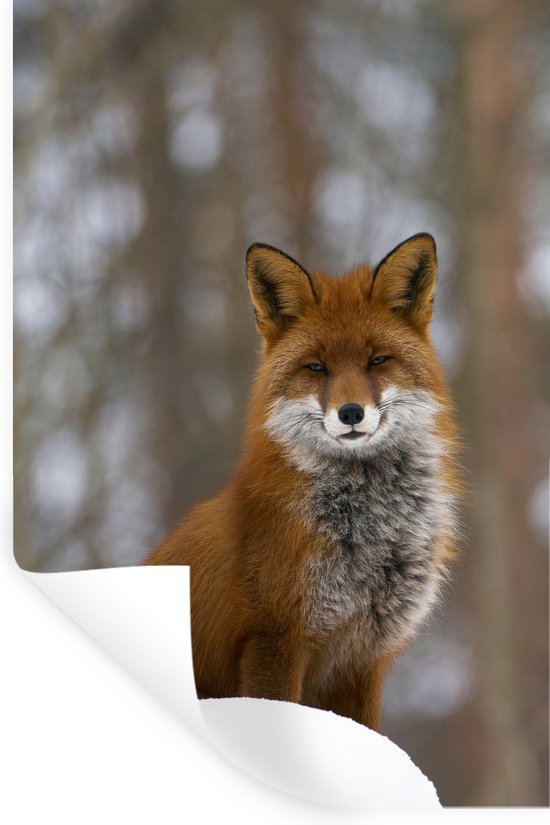 Sticker Muursticker Renard - Renard roux inbos - 40x60 cm - film adhésif autocollant - sticker mural repositionnable
